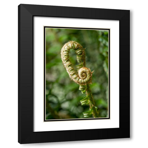 Issaquah-Washington State-USA Western Swordfern fiddleheads Fronds Black Modern Wood Framed Art Print with Double Matting by Horton, Janet