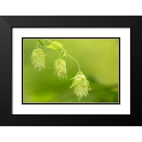 Issaquah-Washington State-USA Close-up of hops cones Black Modern Wood Framed Art Print with Double Matting by Horton, Janet