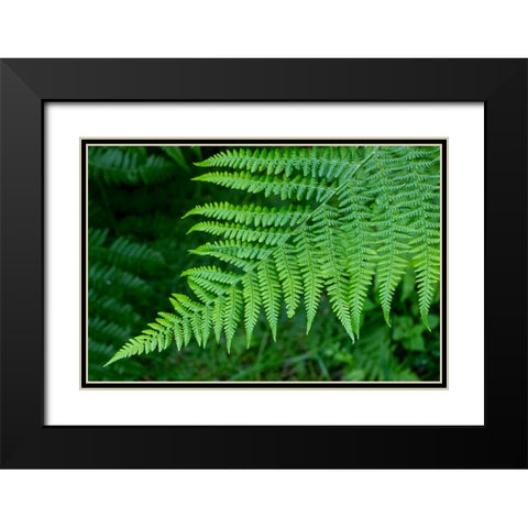 Issaquah-Washington State-USA Lady fern plant Black Modern Wood Framed Art Print with Double Matting by Horton, Janet