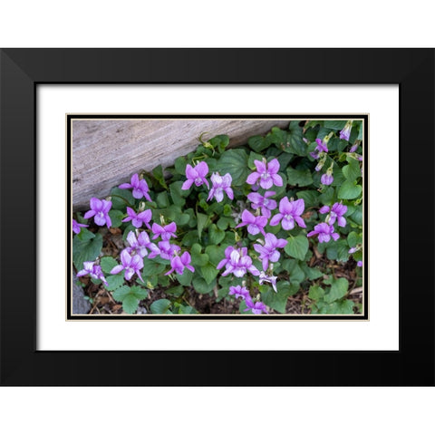 Issaquah-Washington State-USA Viola sororia or called Common Blue Violet Black Modern Wood Framed Art Print with Double Matting by Horton, Janet