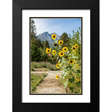 Leavenworth-Washington State-USA Helianthus Chrysanthemum flowered series sunflowers Black Modern Wood Framed Art Print with Double Matting by Horton, Janet
