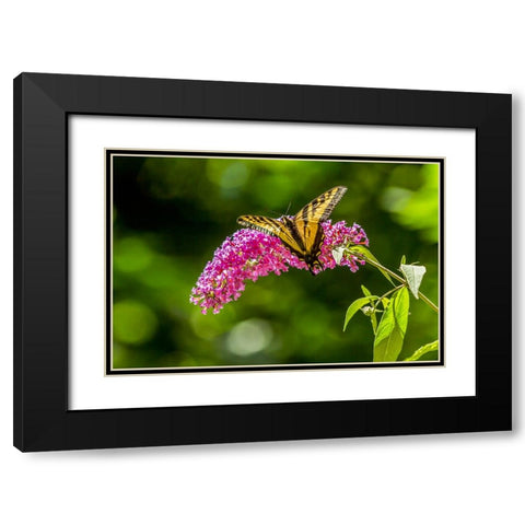 Issaquah-Washington State-USA Western Tiger Swallowtail butterfly Black Modern Wood Framed Art Print with Double Matting by Horton, Janet
