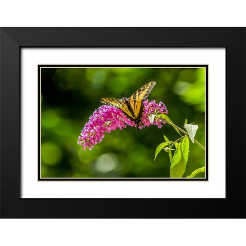 Issaquah-Washington State-USA Western Tiger Swallowtail butterfly Black Modern Wood Framed Art Print with Double Matting by Horton, Janet