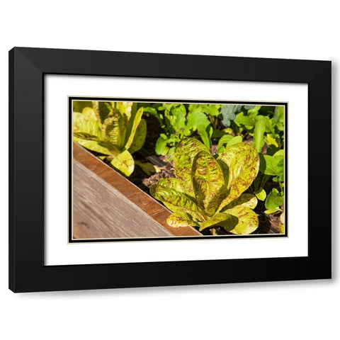 Issaquah-Washington State-USA Flashy Trouts Back Lettuce plants Black Modern Wood Framed Art Print with Double Matting by Horton, Janet
