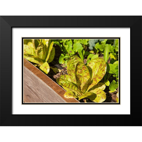 Issaquah-Washington State-USA Flashy Trouts Back Lettuce plants Black Modern Wood Framed Art Print with Double Matting by Horton, Janet