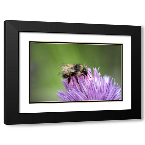 Issaquah-Washington State-USA Yellow Head Bumblebee (Bombus flavifrons) pollinating a chive blossom Black Modern Wood Framed Art Print with Double Matting by Horton, Janet