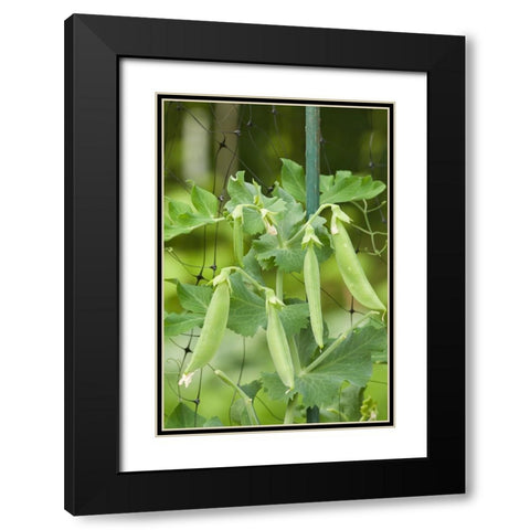 Issaquah-Washington State-USA Sugar snap peas growing on a netting trellis strung between poles Black Modern Wood Framed Art Print with Double Matting by Horton, Janet