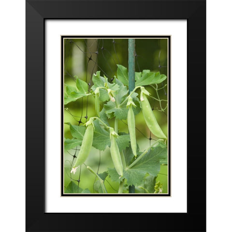 Issaquah-Washington State-USA Sugar snap peas growing on a netting trellis strung between poles Black Modern Wood Framed Art Print with Double Matting by Horton, Janet