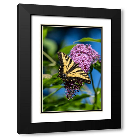 Issaquah-Washington State-USA Western Tiger Swallowtail butterfly pollinating a Butterfly Bush Black Modern Wood Framed Art Print with Double Matting by Horton, Janet