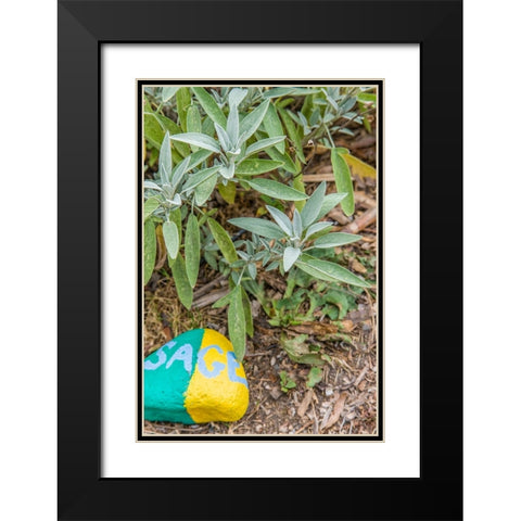 Issaquah-Washington State-USA Sage plant with a painted rock saying sage in an herb garden Black Modern Wood Framed Art Print with Double Matting by Horton, Janet