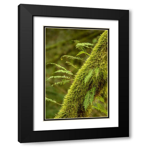 Hobart-Washington State-USA Moss-covered tree with licorice ferns growing out of it Black Modern Wood Framed Art Print with Double Matting by Horton, Janet