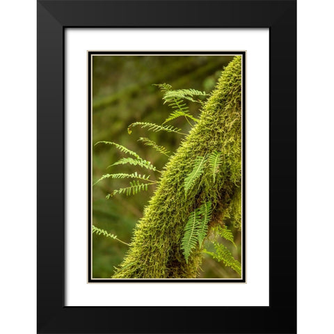 Hobart-Washington State-USA Moss-covered tree with licorice ferns growing out of it Black Modern Wood Framed Art Print with Double Matting by Horton, Janet