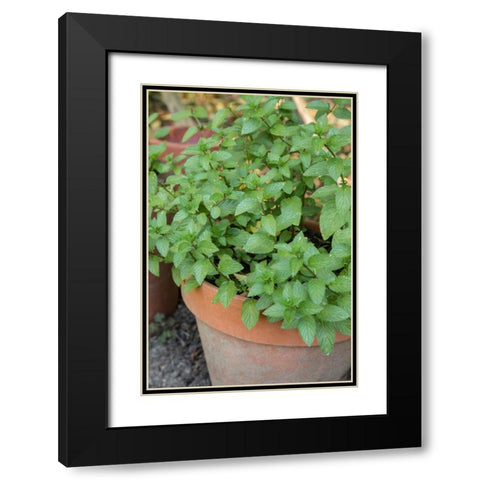 Bellevue-Washington State-USA Chocolate mint plants growing in a container garden Black Modern Wood Framed Art Print with Double Matting by Horton, Janet