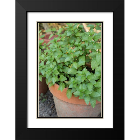 Bellevue-Washington State-USA Chocolate mint plants growing in a container garden Black Modern Wood Framed Art Print with Double Matting by Horton, Janet