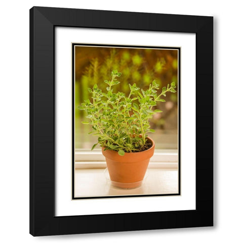 Issaquah-Washington State-USA Clay pot of Greek Oregano sitting on a windowsill Black Modern Wood Framed Art Print with Double Matting by Horton, Janet