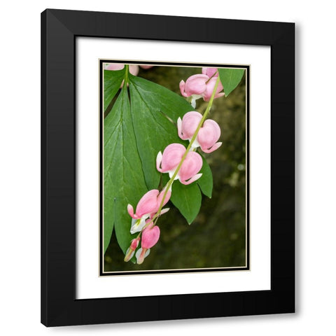 Issaquah-Washington State-USA Bleeding Heart (Lamprocapnos spectabilis) flowers Black Modern Wood Framed Art Print with Double Matting by Horton, Janet