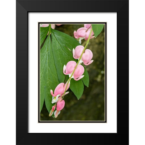 Issaquah-Washington State-USA Bleeding Heart (Lamprocapnos spectabilis) flowers Black Modern Wood Framed Art Print with Double Matting by Horton, Janet