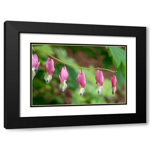 Issaquah-Washington State-USA Bleeding Heart (Lamprocapnos spectabilis) flowers Black Modern Wood Framed Art Print with Double Matting by Horton, Janet