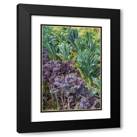 Maple Valley-Washington State-USA Redbor and Dinosaur kale growing in a garden Black Modern Wood Framed Art Print with Double Matting by Horton, Janet