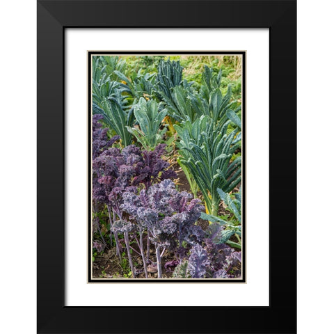 Maple Valley-Washington State-USA Redbor and Dinosaur kale growing in a garden Black Modern Wood Framed Art Print with Double Matting by Horton, Janet