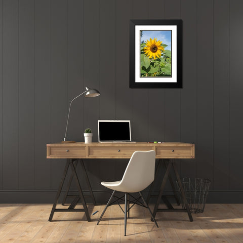 Issaquah-Washington State-USA Honeybee pollinating a sunflower on a sunny day Black Modern Wood Framed Art Print with Double Matting by Horton, Janet