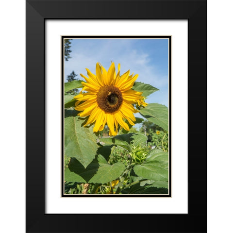 Issaquah-Washington State-USA Honeybee pollinating a sunflower on a sunny day Black Modern Wood Framed Art Print with Double Matting by Horton, Janet