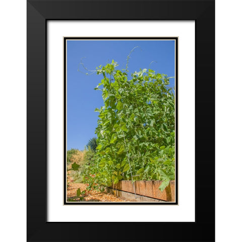 Bellevue-Washington State-USA Super Marconi pole beans growing on a trellis Black Modern Wood Framed Art Print with Double Matting by Horton, Janet