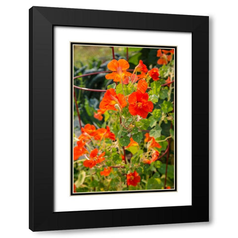 Issaquah-Washington State-USA Nasturtiums growing in and around a plant cage Black Modern Wood Framed Art Print with Double Matting by Horton, Janet