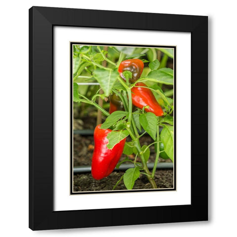 Issaquah-Washington State-USA Bellafina red sweet bell pepper plant growing Black Modern Wood Framed Art Print with Double Matting by Horton, Janet
