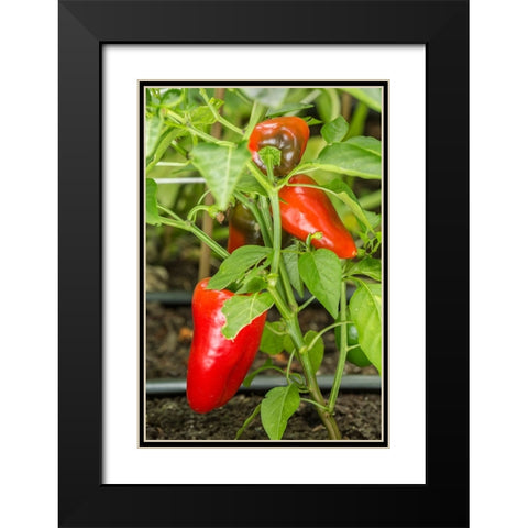 Issaquah-Washington State-USA Bellafina red sweet bell pepper plant growing Black Modern Wood Framed Art Print with Double Matting by Horton, Janet
