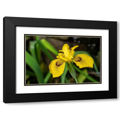 Issaquah-Washington State-USA Roy Davidson Iris plant growing in a pond Black Modern Wood Framed Art Print with Double Matting by Horton, Janet