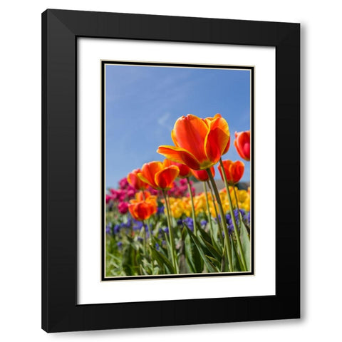 Mount Vernon-Washington State-USA Tulip garden as seen from underneath Black Modern Wood Framed Art Print with Double Matting by Horton, Janet