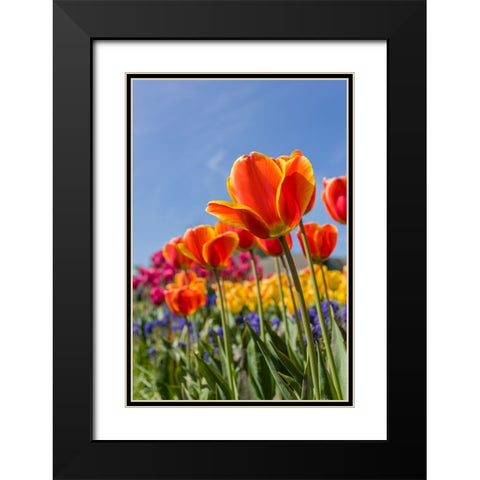 Mount Vernon-Washington State-USA Tulip garden as seen from underneath Black Modern Wood Framed Art Print with Double Matting by Horton, Janet