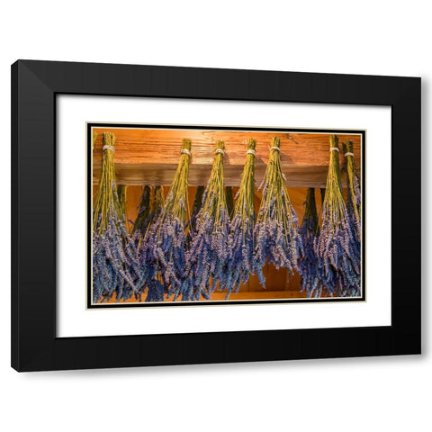 San Juan Island-Washington State-USA Bunches of lavender hung to dry Black Modern Wood Framed Art Print with Double Matting by Horton, Janet