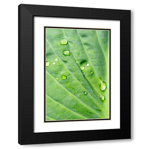 Issaquah-Washington State-USA Raindrops on Hosta Krossa Regal plant Black Modern Wood Framed Art Print with Double Matting by Horton, Janet