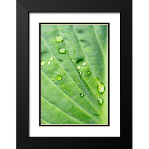 Issaquah-Washington State-USA Raindrops on Hosta Krossa Regal plant Black Modern Wood Framed Art Print with Double Matting by Horton, Janet