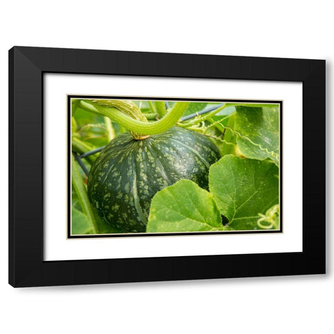 Bellevue-Washington State-USA Discus Bush Buttercup Squash growing Black Modern Wood Framed Art Print with Double Matting by Horton, Janet