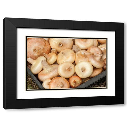 Carnation-Washington State-USA Freshly harvested Cipollini onions Black Modern Wood Framed Art Print with Double Matting by Horton, Janet