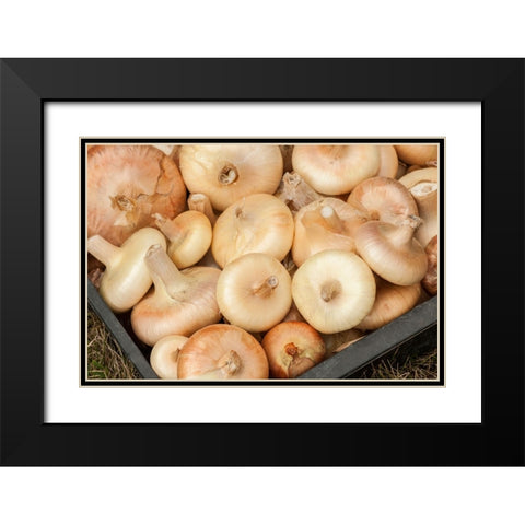 Carnation-Washington State-USA Freshly harvested Cipollini onions Black Modern Wood Framed Art Print with Double Matting by Horton, Janet
