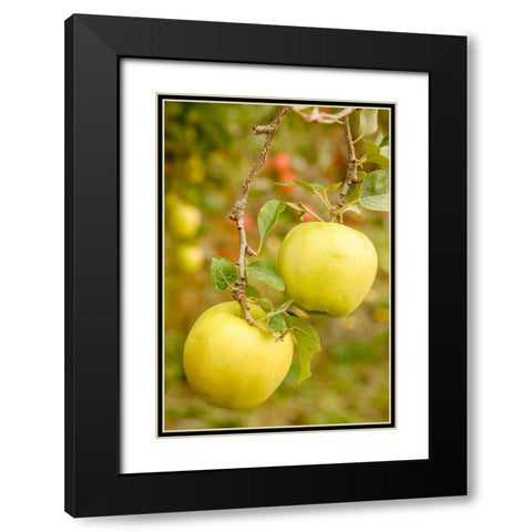 Wenatchee-Washington State-USA Golden Delicious Apples on the tree Black Modern Wood Framed Art Print with Double Matting by Horton, Janet