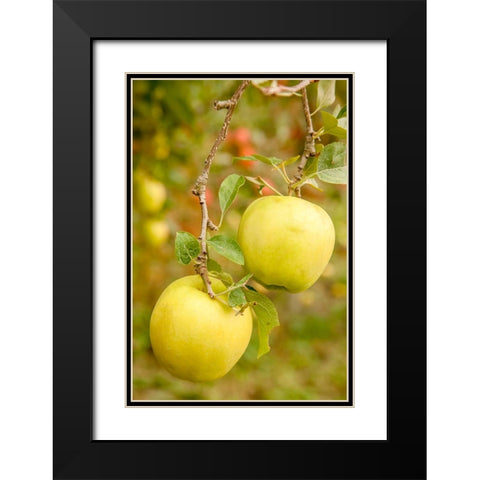Wenatchee-Washington State-USA Golden Delicious Apples on the tree Black Modern Wood Framed Art Print with Double Matting by Horton, Janet