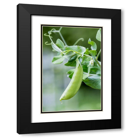 Issaquah-Washington State-USA Snow Pea plant growing in a garden Black Modern Wood Framed Art Print with Double Matting by Horton, Janet
