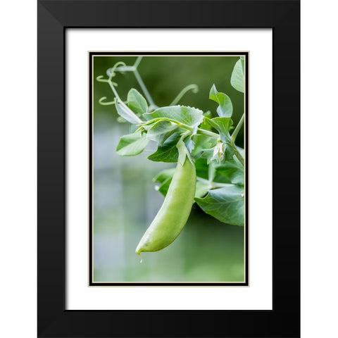 Issaquah-Washington State-USA Snow Pea plant growing in a garden Black Modern Wood Framed Art Print with Double Matting by Horton, Janet