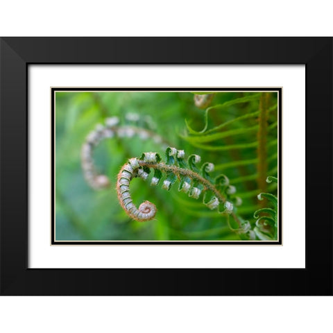 Issaquah-Washington State-USA Lady fern plant in early spring Black Modern Wood Framed Art Print with Double Matting by Horton, Janet