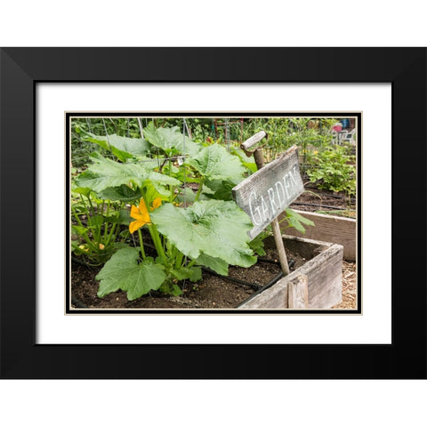 Issaquah-Washington State-USA Squash plant with blossom Black Modern Wood Framed Art Print with Double Matting by Horton, Janet