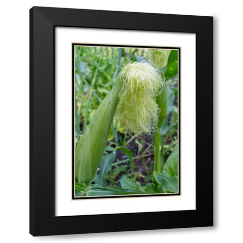 Issaquah-Washington State-USA Corn growing with a tassel Black Modern Wood Framed Art Print with Double Matting by Horton, Janet