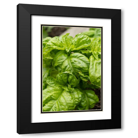Bellevue-Washington State-USA Mammoth Sweet Basil plant Black Modern Wood Framed Art Print with Double Matting by Horton, Janet
