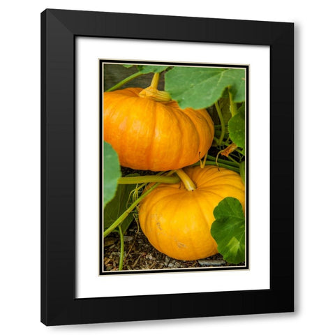 Issaquah-Washington State-USA Pumpkins ready to harvest Black Modern Wood Framed Art Print with Double Matting by Horton, Janet