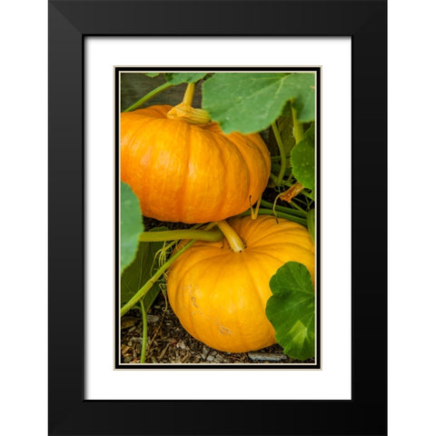 Issaquah-Washington State-USA Pumpkins ready to harvest Black Modern Wood Framed Art Print with Double Matting by Horton, Janet