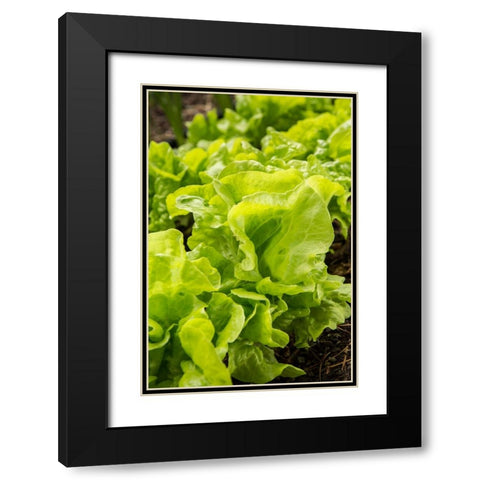 Issaquah-Washington State-USA Tom Thumb lettuce plants Black Modern Wood Framed Art Print with Double Matting by Horton, Janet